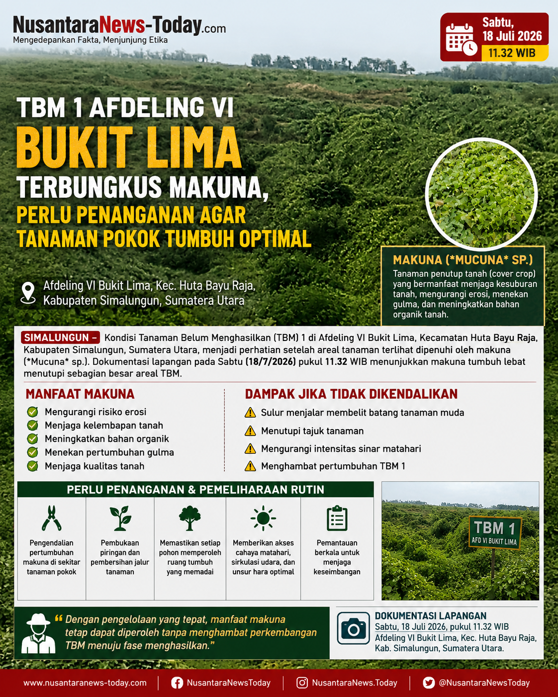TBM 1 Afdeling VI Bukit Lima Terbungkus Makuna, Perlu Penanganan Agar Tanaman Pokok Tumbuh Optimal