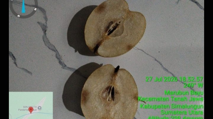 Keluhan Warga Simalungun: Buah Busuk Ditemukan dalam Paket Makan Bergizi Gratis untuk Ibu Menyusui