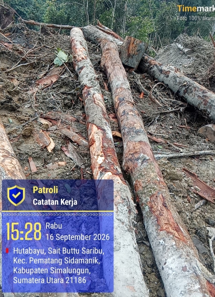 Indikasi Pembalakan Liar di Pematang Sidamanik Simalungun Terungkap, Tumpukan Kayu Gelondongan Diamankan